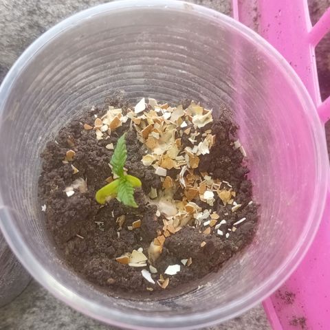 Las Bbes growlog timeline photo