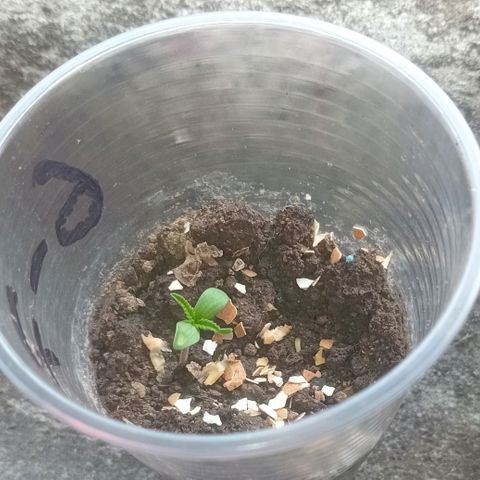 Las Bbes growlog timeline photo