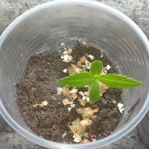 Las Bbes growlog timeline photo