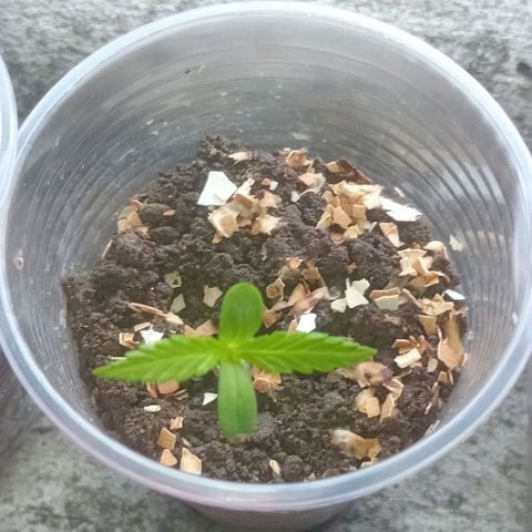 Las Bbes growlog timeline photo