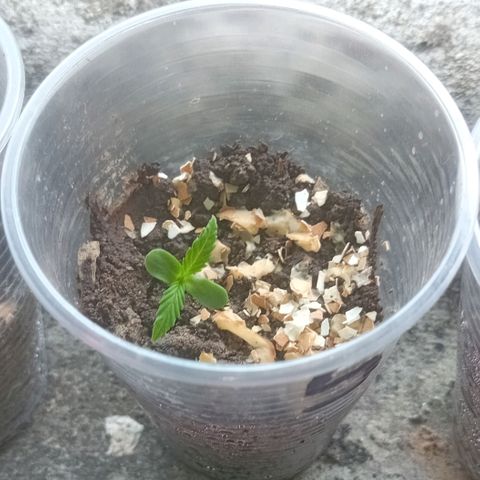 Las Bbes growlog timeline photo