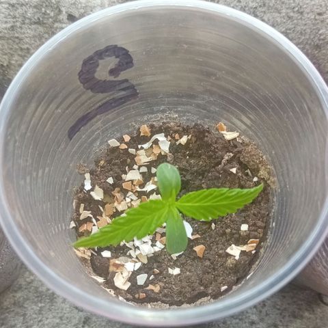 Las Bbes growlog timeline photo