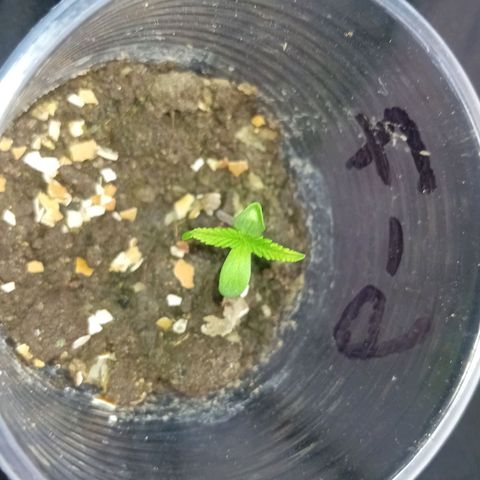 Las Bbes growlog timeline photo