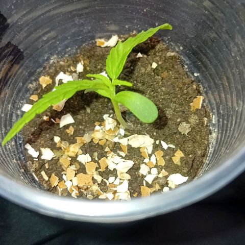 Las Bbes growlog timeline photo