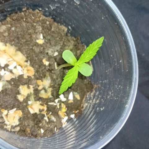 Las Bbes growlog timeline photo