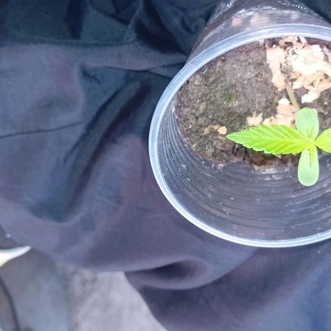 Las Bbes growlog timeline photo