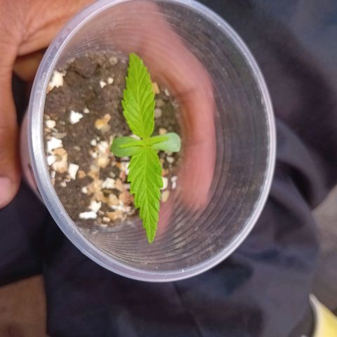 Las Bbes growlog timeline photo