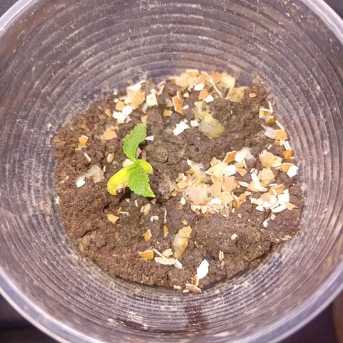 Las Bbes growlog timeline photo