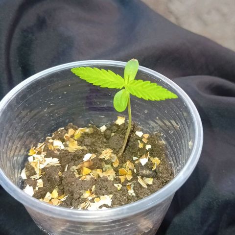 Las Bbes growlog timeline photo