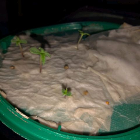 Las Bbes growlog timeline photo