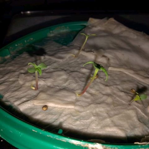 Las Bbes growlog timeline photo