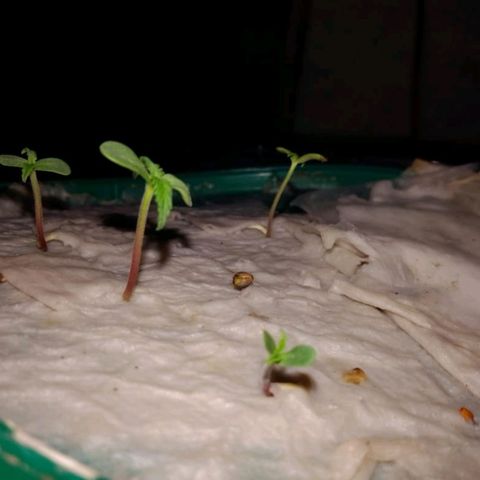 Las Bbes growlog timeline photo