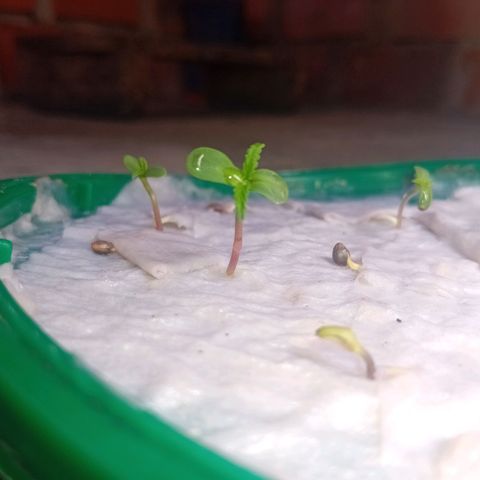 Las Bbes growlog timeline photo