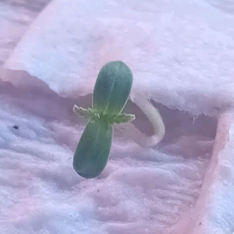 Las Bbes growlog timeline photo