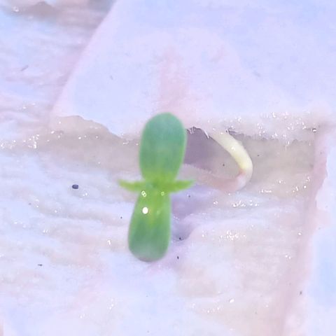 Las Bbes growlog timeline photo