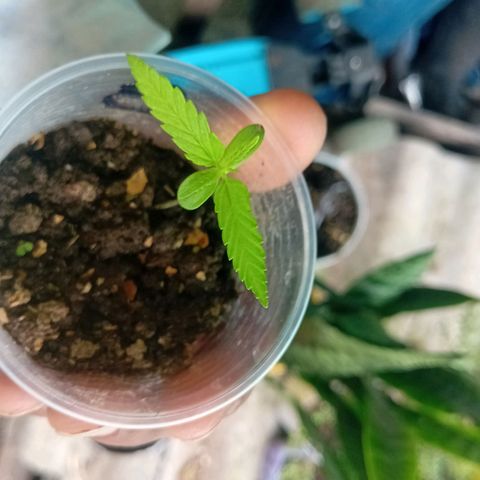 Las Bbes growlog timeline photo