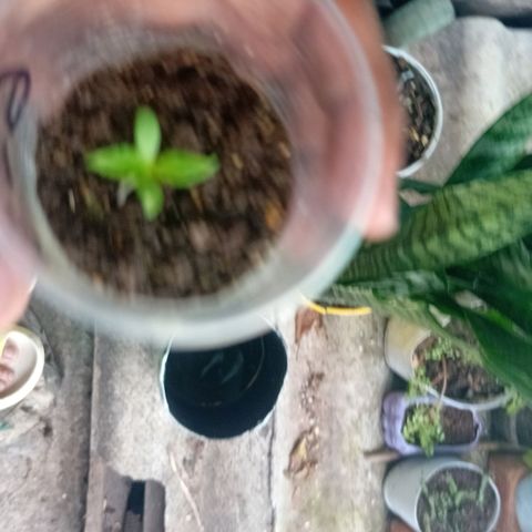 Las Bbes growlog timeline photo