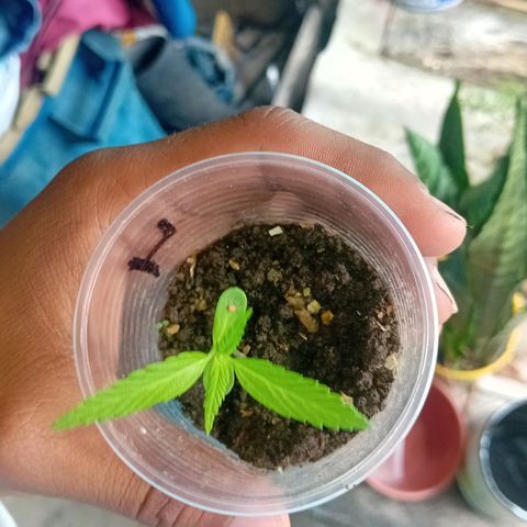 Las Bbes growlog timeline photo