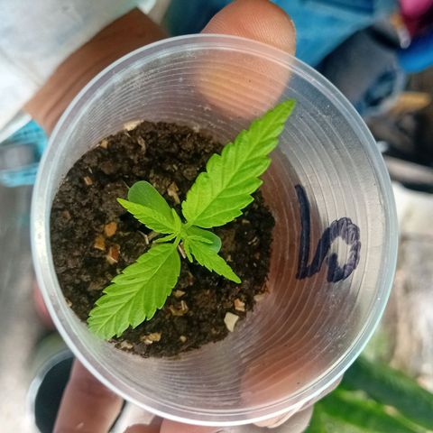 Las Bbes growlog timeline photo