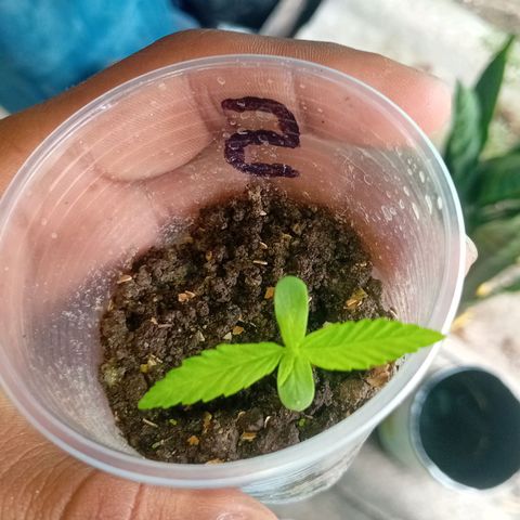 Las Bbes growlog timeline photo