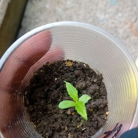 Las Bbes growlog timeline photo
