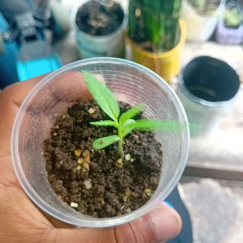 Las Bbes growlog timeline photo