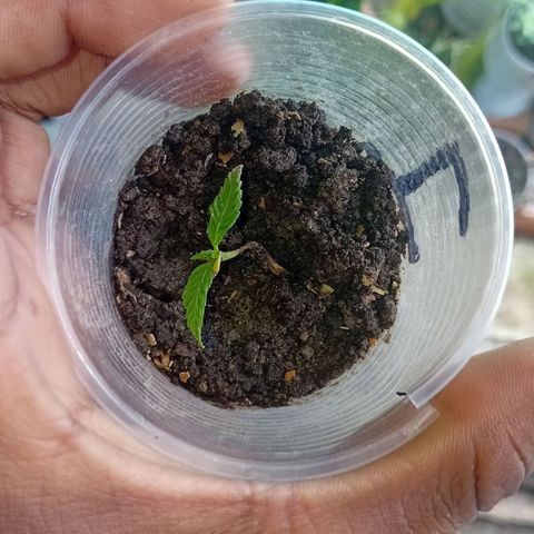Las Bbes growlog timeline photo