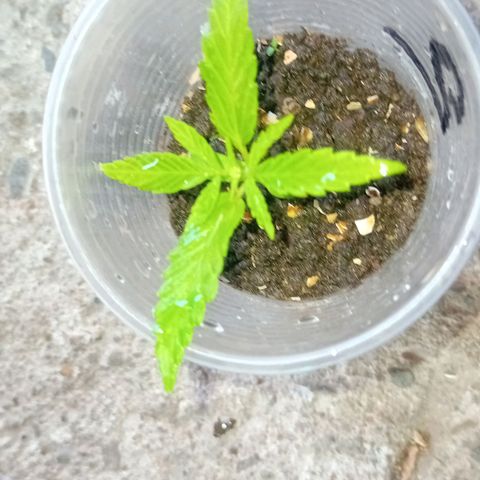 Las Bbes growlog timeline photo
