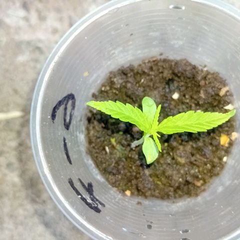 Las Bbes growlog timeline photo