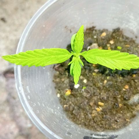 Las Bbes growlog timeline photo