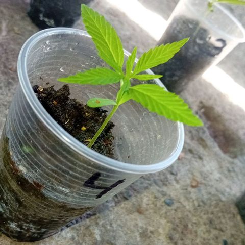 Las Bbes growlog timeline photo