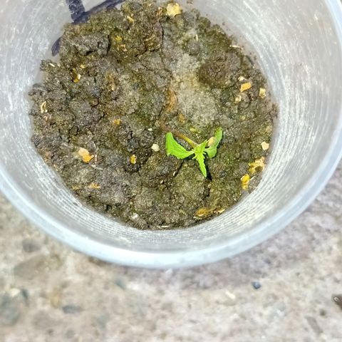 Las Bbes growlog timeline photo