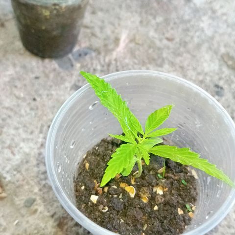 Las Bbes growlog timeline photo