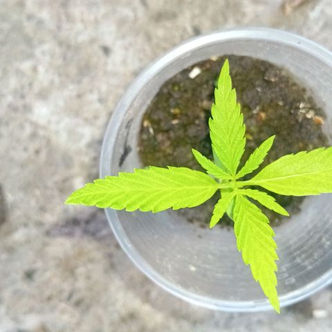 Las Bbes growlog timeline photo