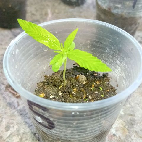 Las Bbes growlog timeline photo