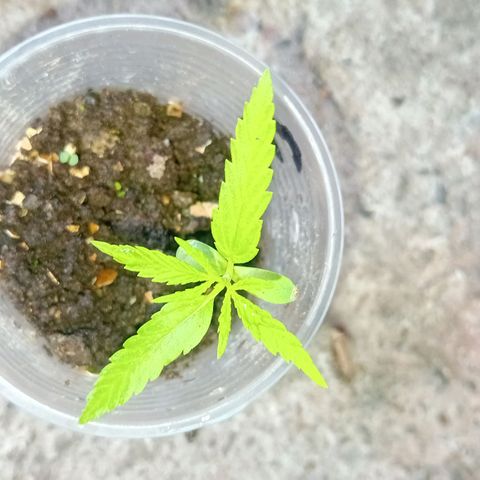 Las Bbes growlog timeline photo