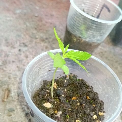 Las Bbes growlog timeline photo