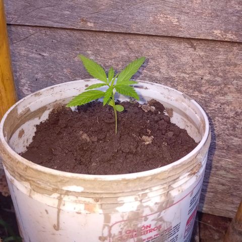 Las Bbes growlog timeline photo