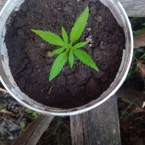 Las Bbes growlog timeline photo