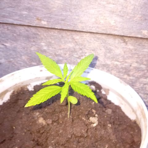 Las Bbes growlog timeline photo