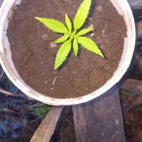 Las Bbes growlog timeline photo
