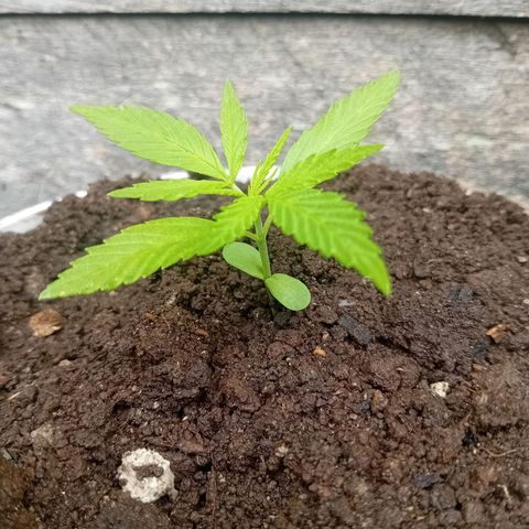 Las Bbes growlog timeline photo