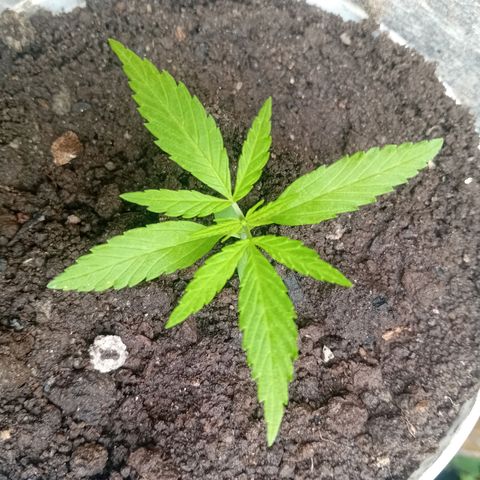Las Bbes growlog timeline photo