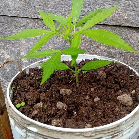 Las Bbes growlog timeline photo