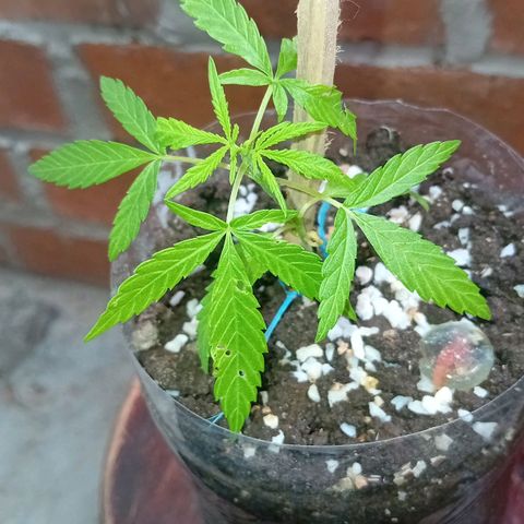 Las Bbes growlog timeline photo