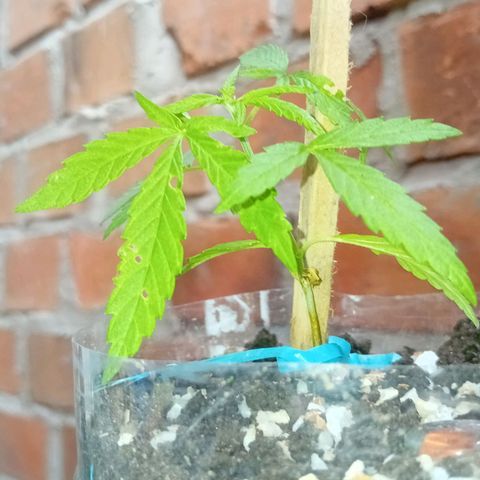 Las Bbes growlog timeline photo