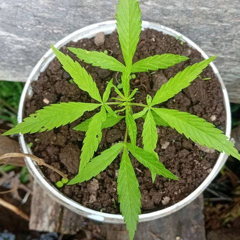 Las Bbes growlog timeline photo