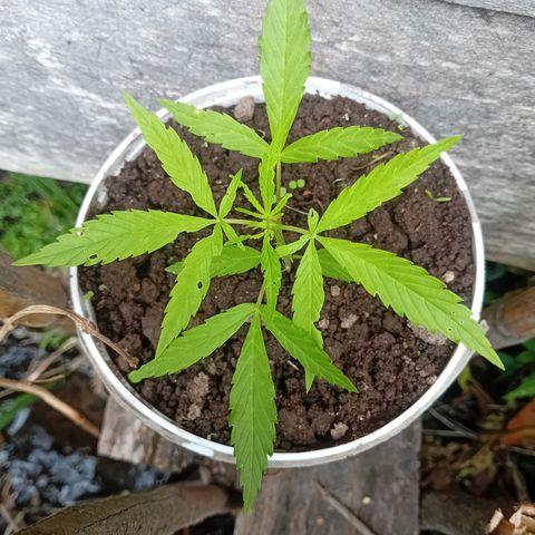 Las Bbes growlog timeline photo