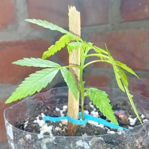 Las Bbes growlog timeline photo