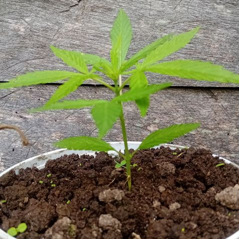 Las Bbes growlog timeline photo